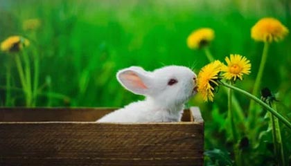 大发官方网站：开启信赖与便捷的全新数字生活